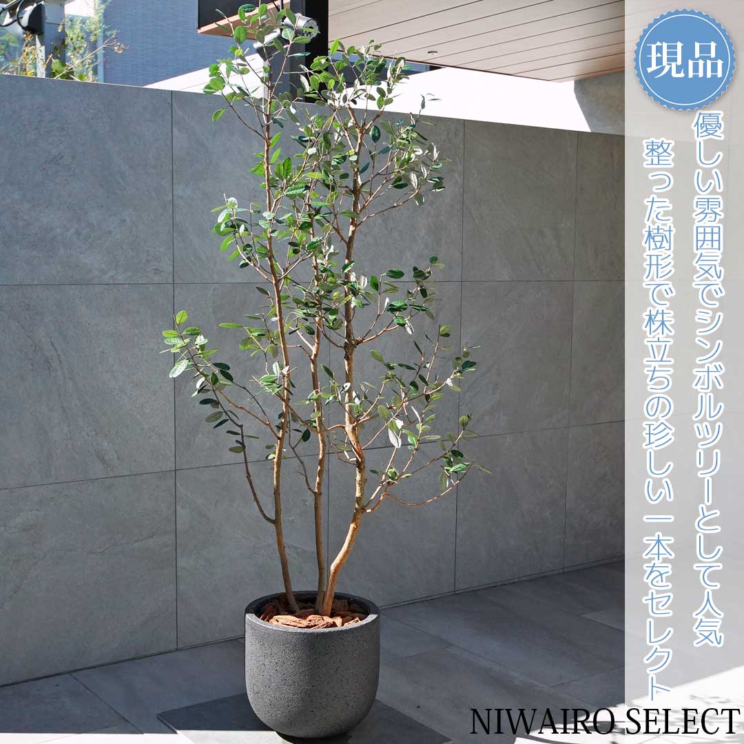 楽天市場】【現品】鉢植え【フェイジョアの木】本株立ち 自然風樹形