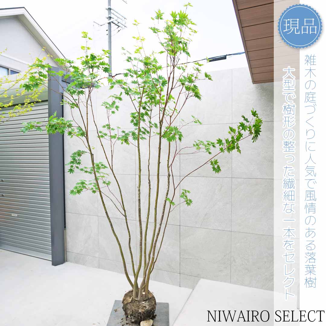 楽天市場】【現品】【コハウチワカエデ】楓 株立ち 自然風樹形 樹高H