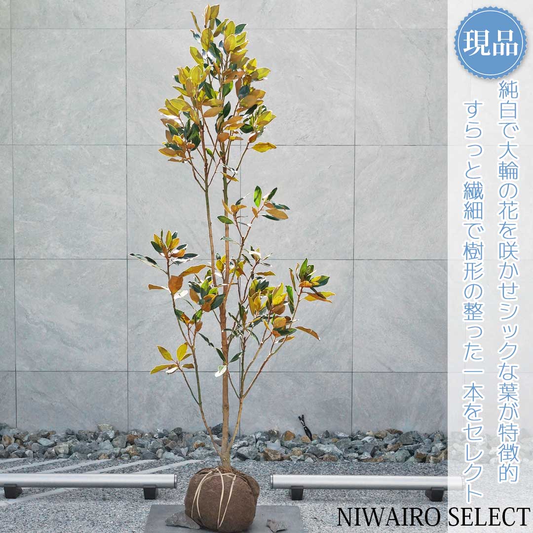 楽天市場】【現品】【リトルジェム】タイサンボク 矮性 自然風樹形