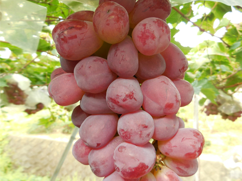 ぶどう 「サマーブラック」 【苗木の専門店 グリーンでGO！楽天市場店】