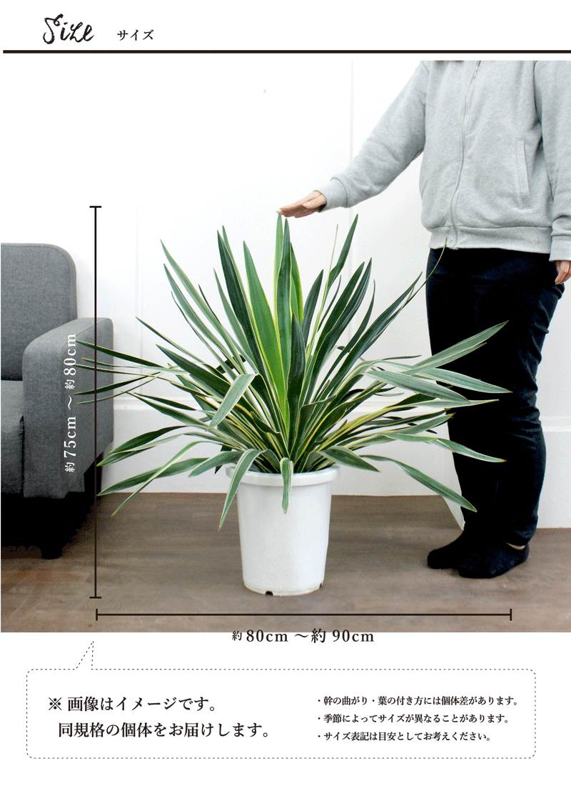 楽天市場】ユッカ・グロリオサ・バリエガータ 8号【アツバキミガヨラン