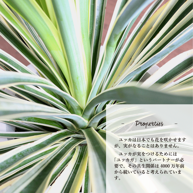 楽天市場】ユッカ・グロリオサ・バリエガータ 8号【アツバキミガヨラン