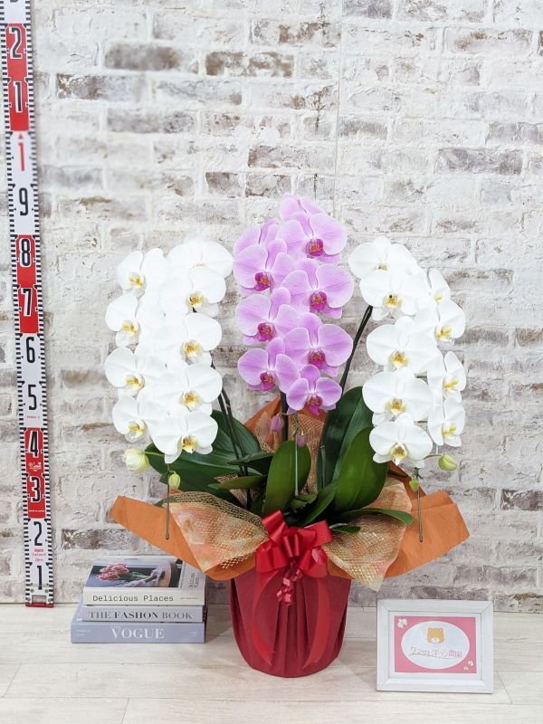 新商品！【紅白胡蝶蘭 (こうはくこちょうらん) 3本立て】＊白・ピンク