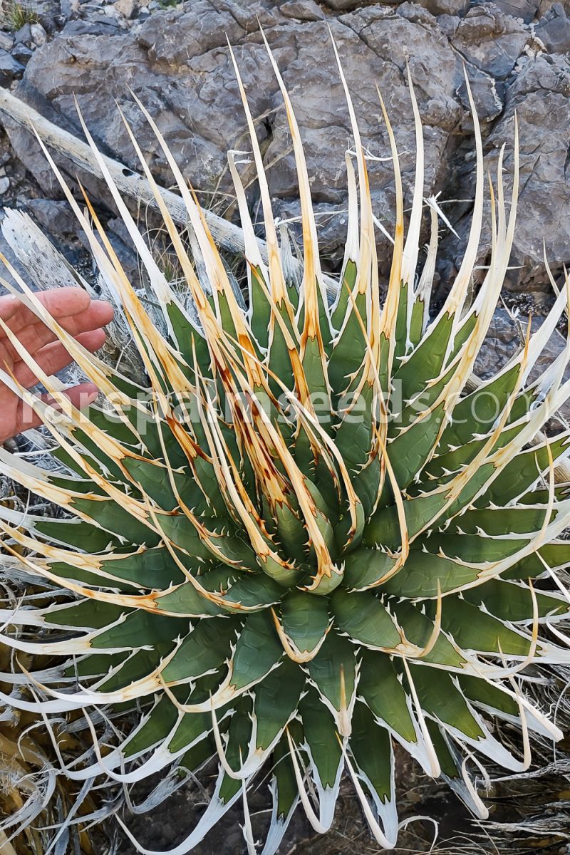 Agave utahensis var. eborispina 'Hayford' – Buy seeds at