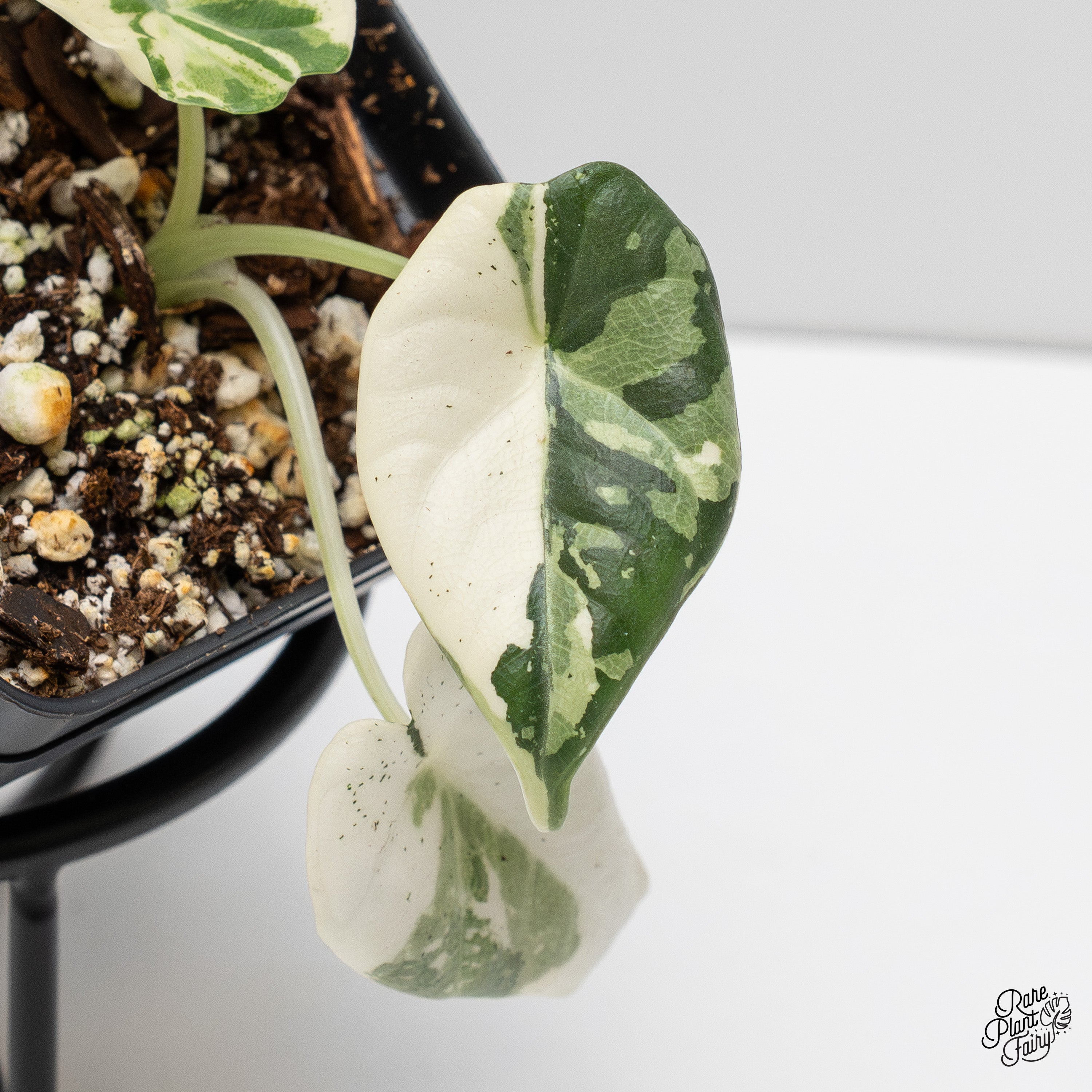 Alocasia Maharani Albo Variegated (wk2-J) – Rare Plant Fairy