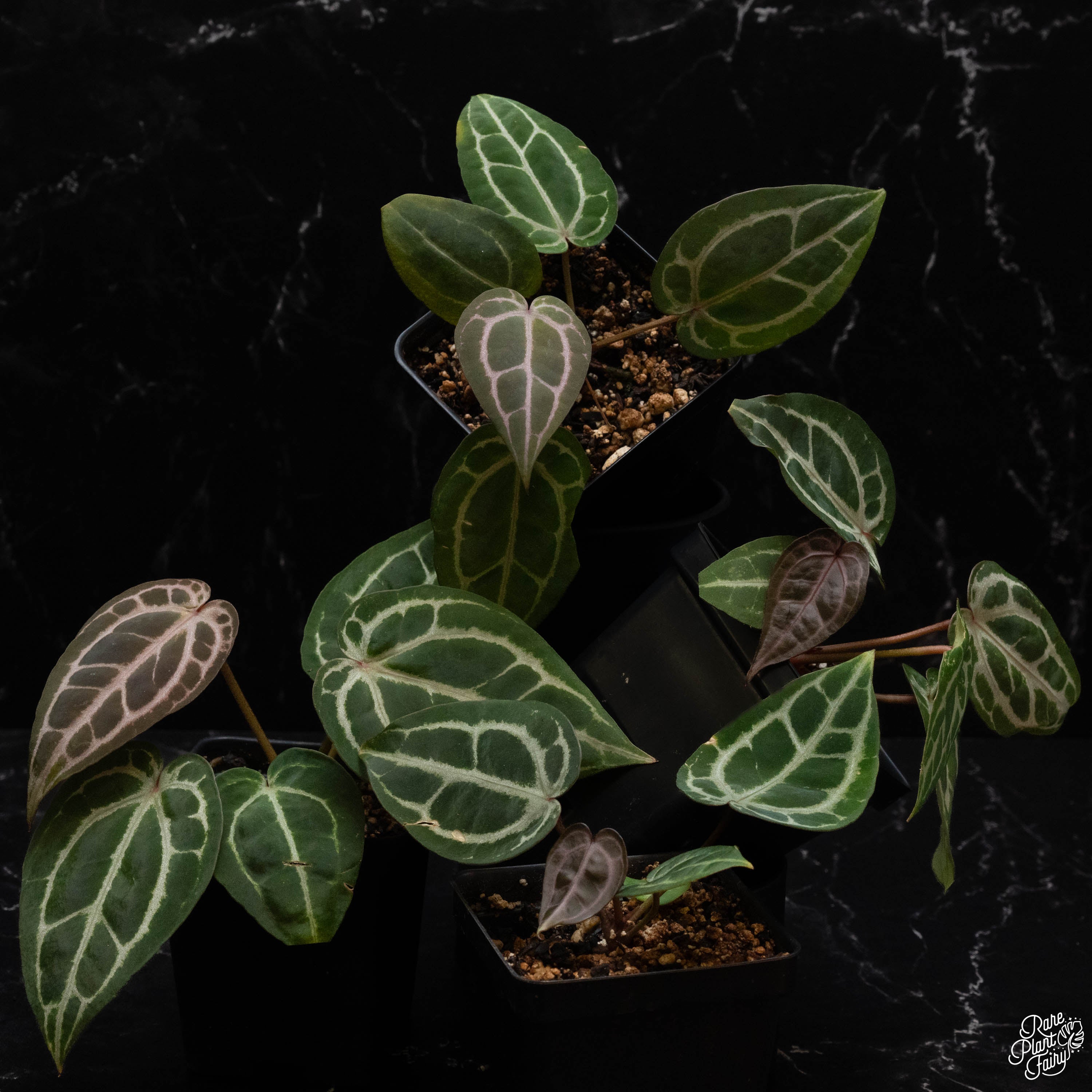 Anthurium Michelle '1' x Minerva '20' by DocBlock® *Grower's