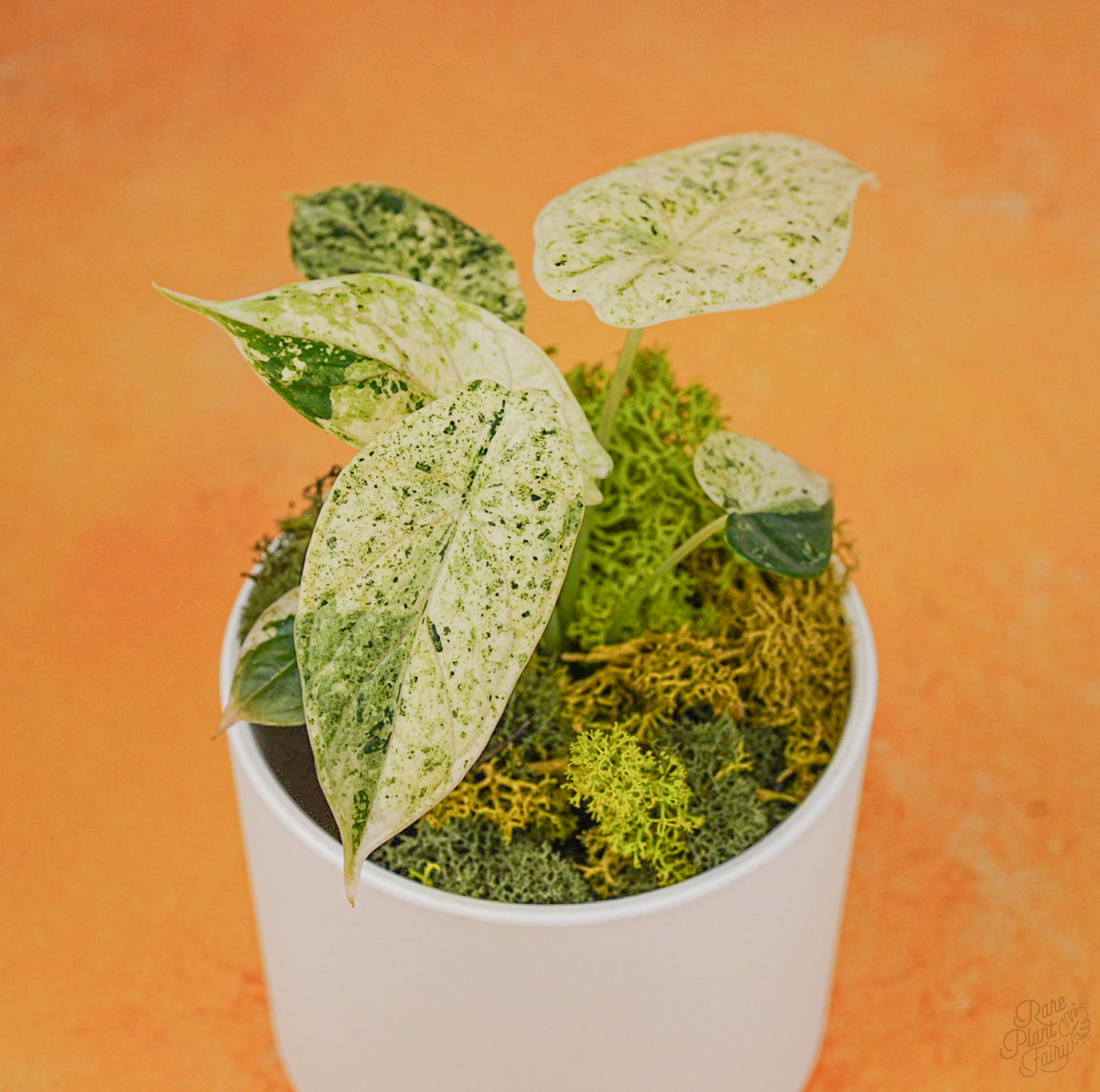 Alocasia 'Dragon Scale' Mint Variegated *Grower's Choice* – Rare