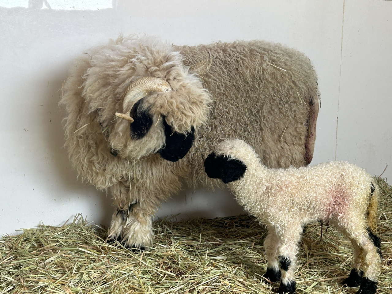 出産ラッシュ‼世界一可愛いと称される羊の赤ちゃん生まれたよ！ スイス