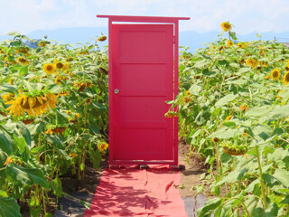 夏と言えばコレ！向日葵めぐり2025 ～山梶農園のひまわり畑