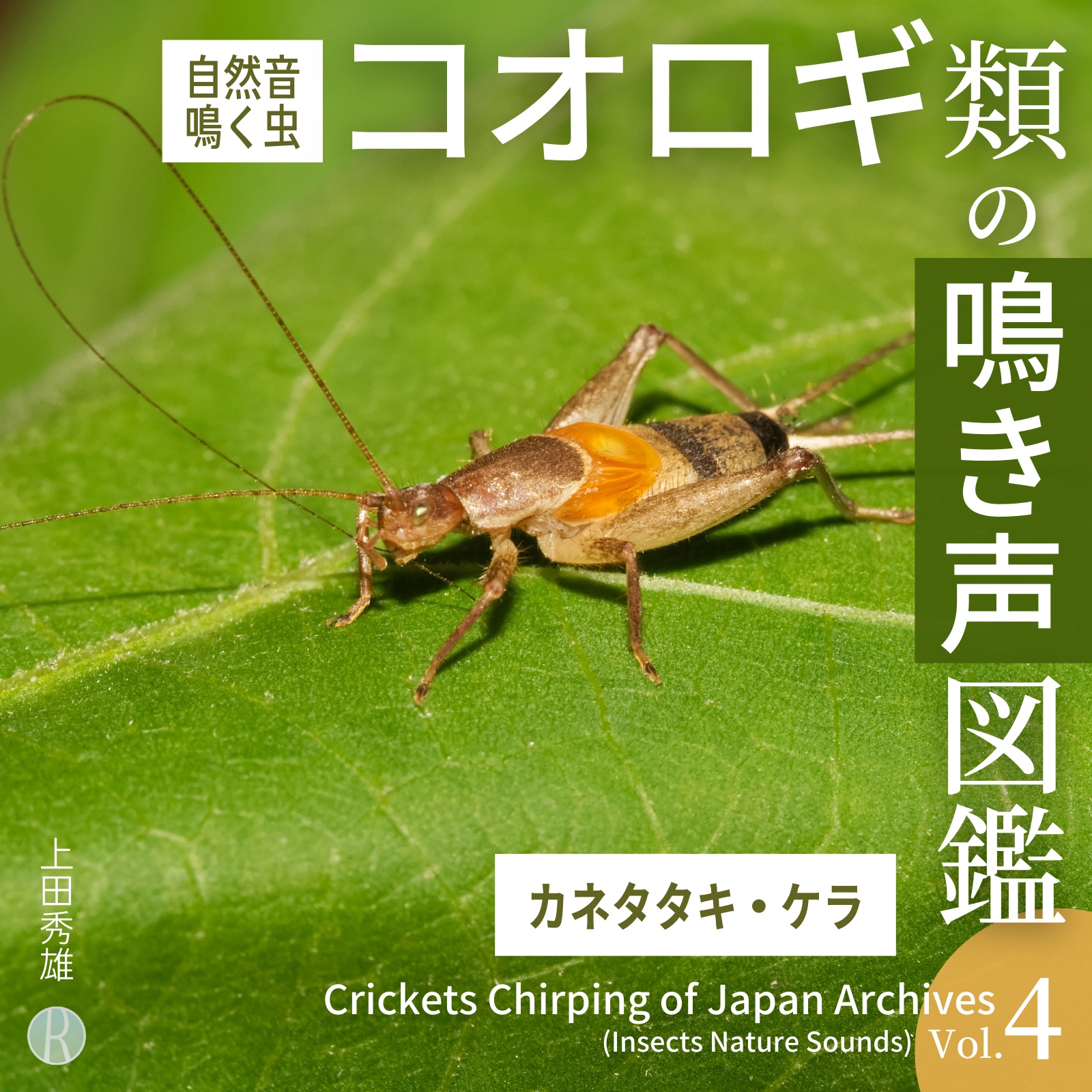 コオロギの鳴き声だけで約3時間37分。鳴く虫の代表格コオロギの仲間67