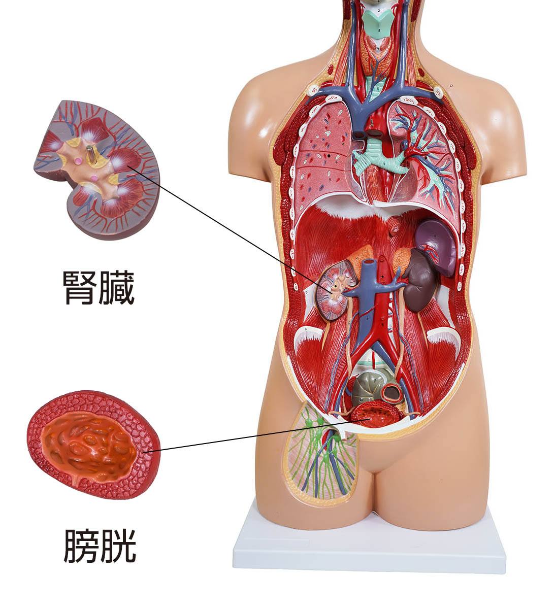 人体解剖模型（トルソー型） KIS－310（3DCGサービス付