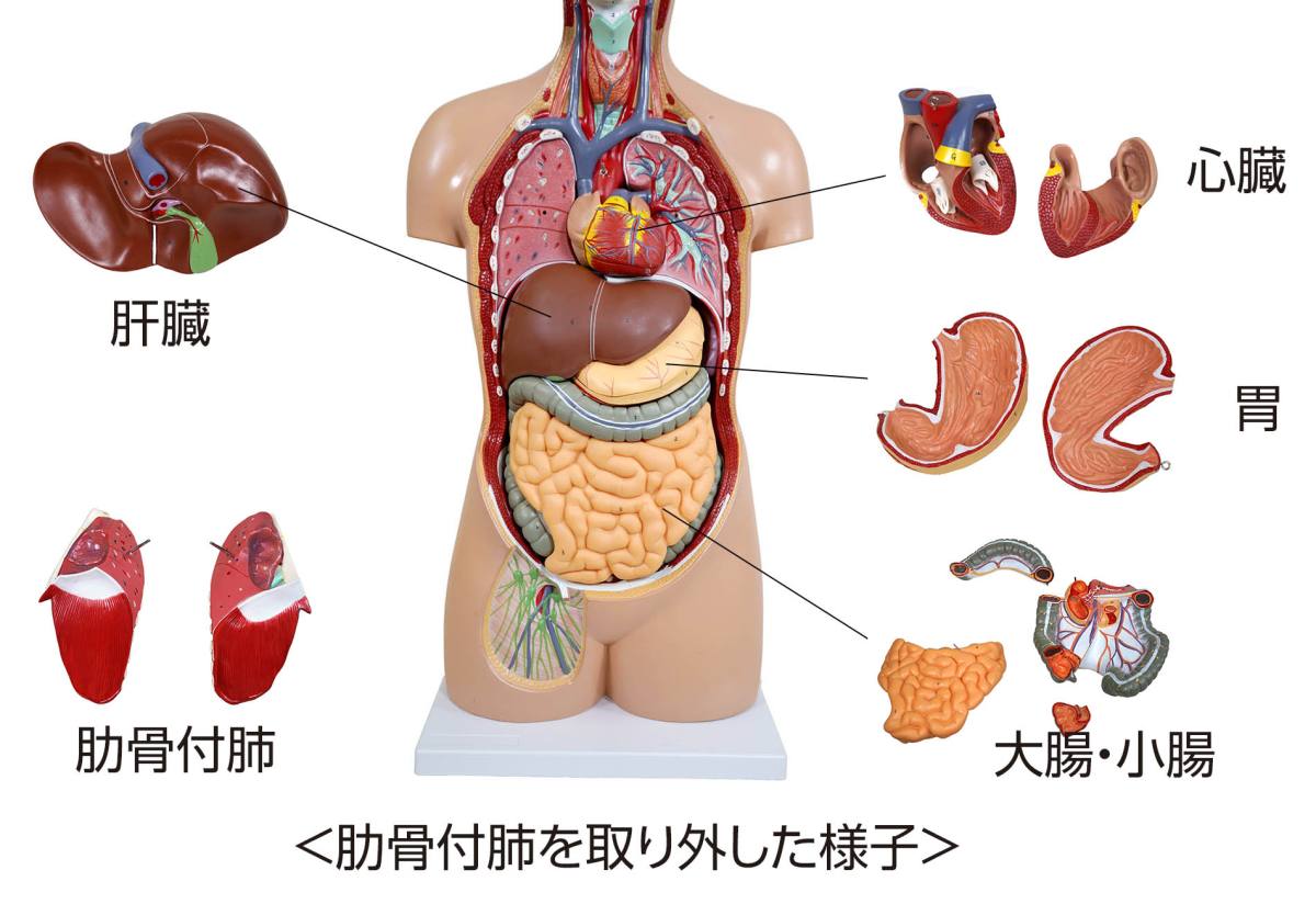 人体解剖模型（トルソー型） KIS－310（3DCGサービス付