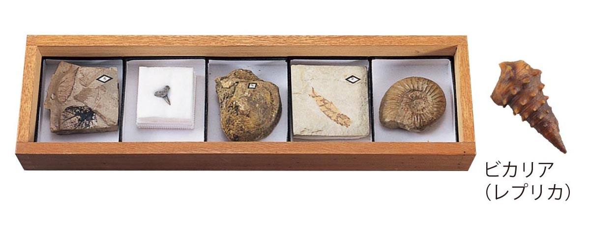 貝・魚・木の葉の化石標本 K5F【りかなび】ケニス株式会社