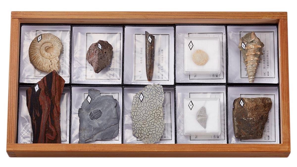 示準化石標本 10FB（本物ビカリア付）【りかなび】ケニス株式会社