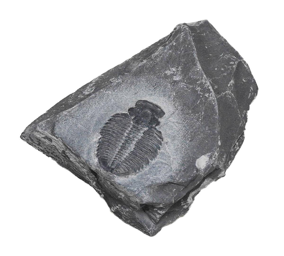 化石標本 三葉虫 エルラシア母岩付【りかなび】ケニス株式会社
