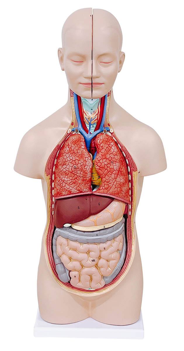 人体解剖模型（トルソー型） KIS－12【りかなび】ケニス株式会社