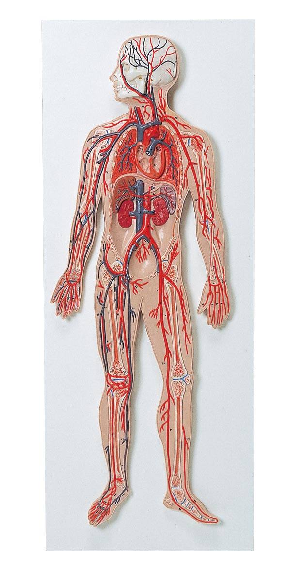血液循環器系模型 G－30【りかなび】ケニス株式会社