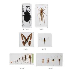 プラスチック封入昆虫標本 PKGD（6種）【りかなび】ケニス株式会社