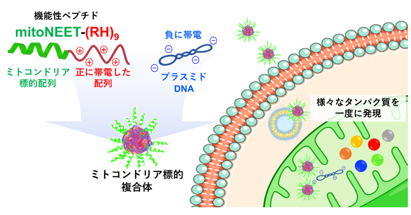 新規ミトコンドリア膜貫通ペプチドによる遺伝子送達 | 理化学研究所