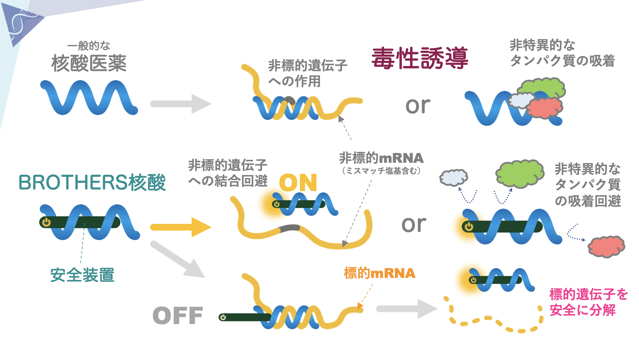 核酸医薬の課題を克服する独自技術で、30代で創薬ベンチャーを起業
