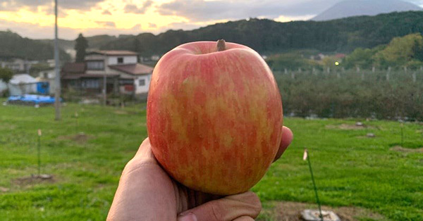 りんごパラダイス vol.41『りんご「ハックナイン」を食べてみました