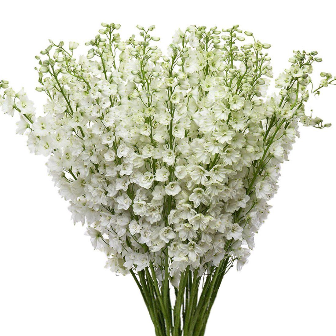 Delphinium - Rio Roses