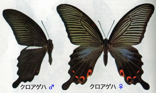 アゲハ蝶/クロアゲハ