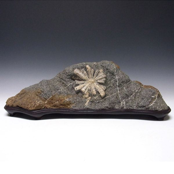 岡山のパワーストーン、風水・開運グッズのお店 龍祥本舗 / 菊花石 8.7