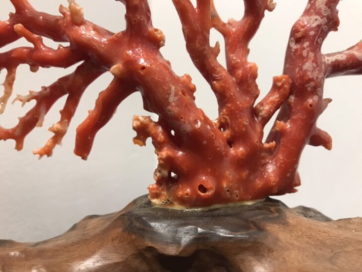 天然珊瑚 原木 ｜骨董品買取 緑和堂