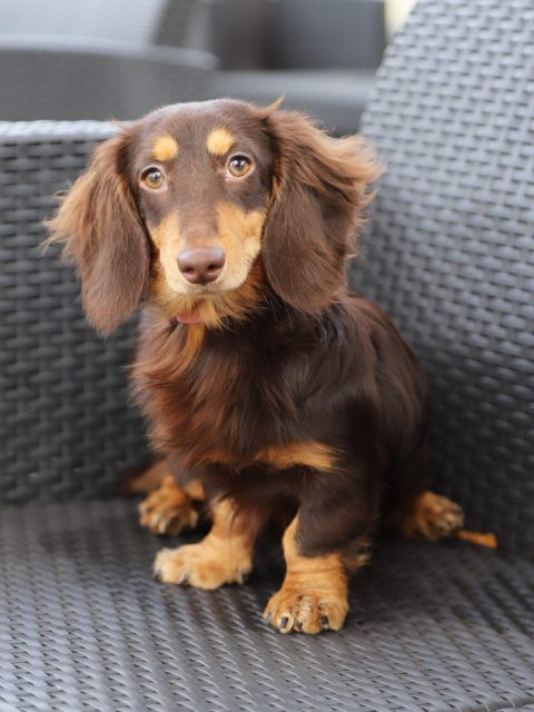 共に学ぶたくさんのわんちゃんたち | 群馬動物専門学校