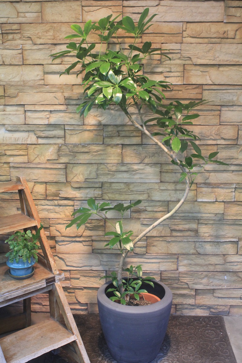 シェフレラ・チェンマイ869｜観葉植物専門店「ワールドガーデン」