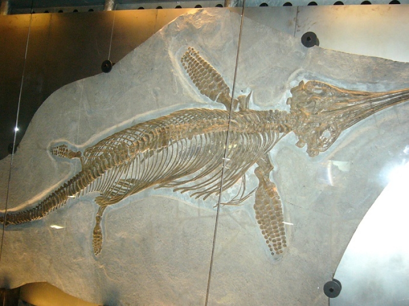 今月の逸品ver.2」 vol.28 蒲郡市生命の海科学館の「イクチオサウルス