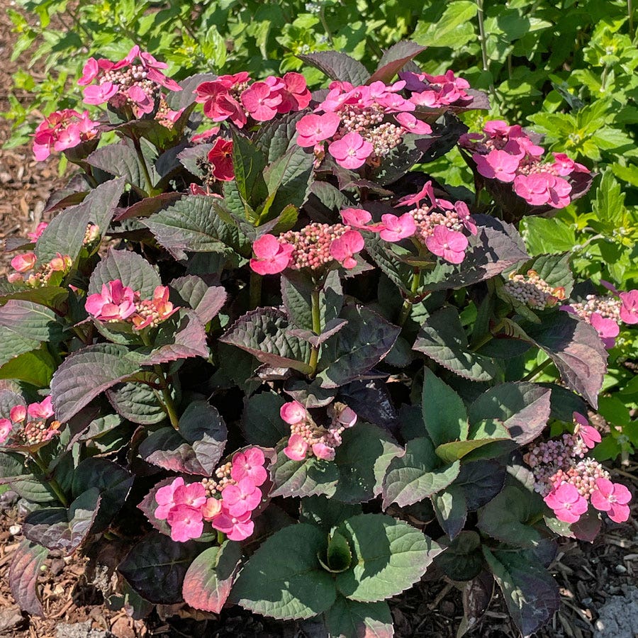 Hydrangea Pink Dynamo™ Mountain Hydrangea – Wayside Gardens