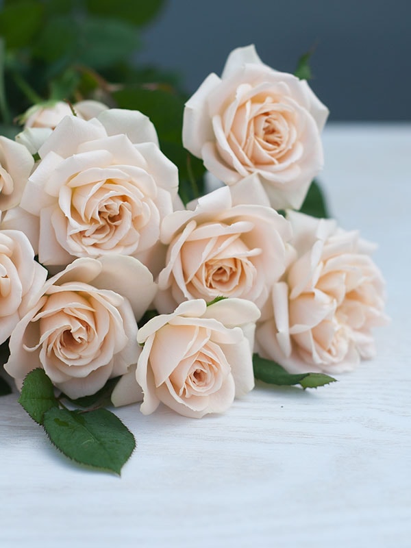 バラ 薔薇 バラ苗 和バラ 入手困難バラ 和バラ苗 わばら 入手困難バラ