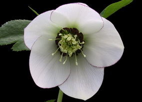 クリスマスローズの産直販売 開花株 2026年 直売日カレンダー