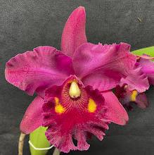 Blc. Mem. Richard Nakanishi (Sunstate Outback x Toshie Aoki `Pizazz' A