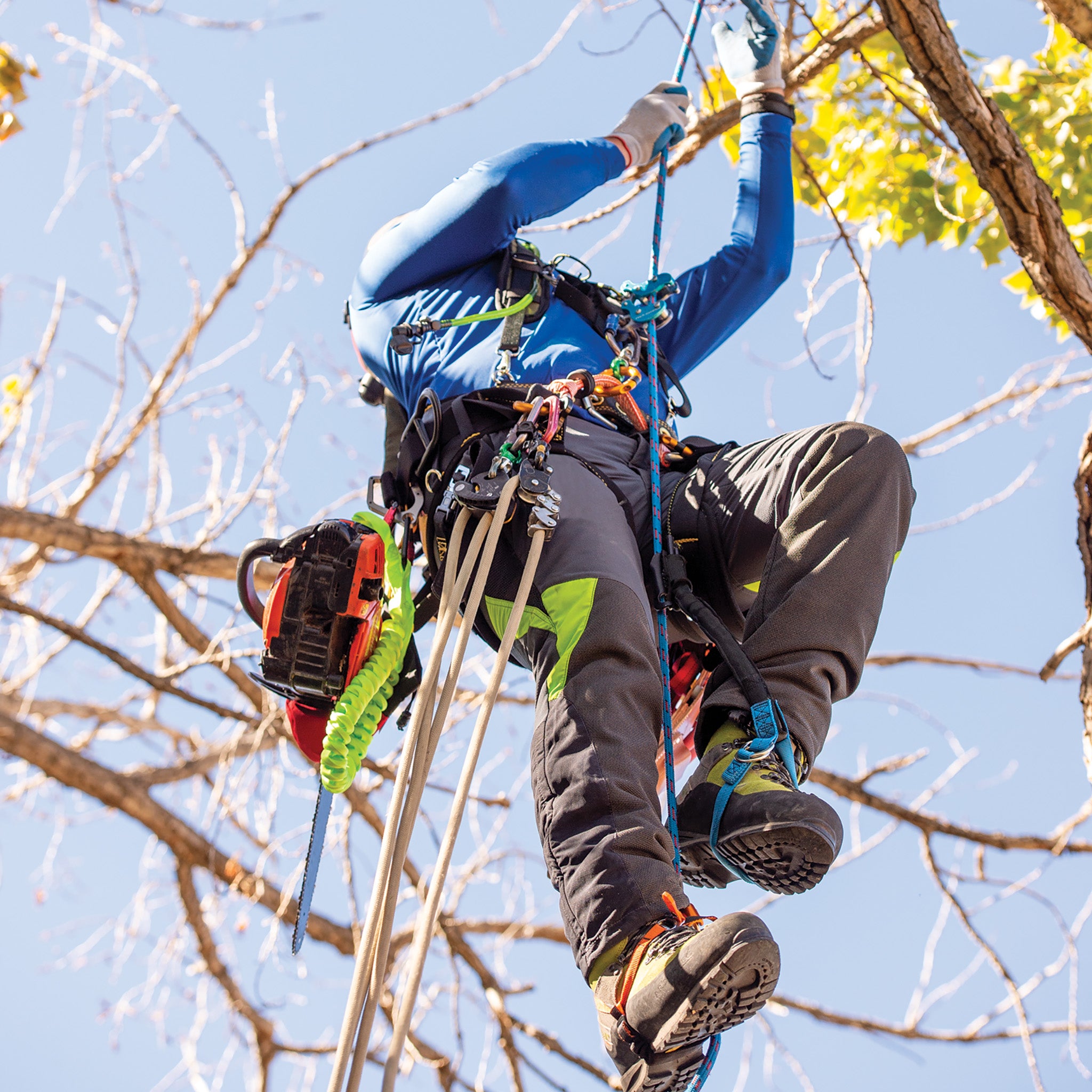 Nylon HAAS® Velox Ascent System - Weaver Arborist