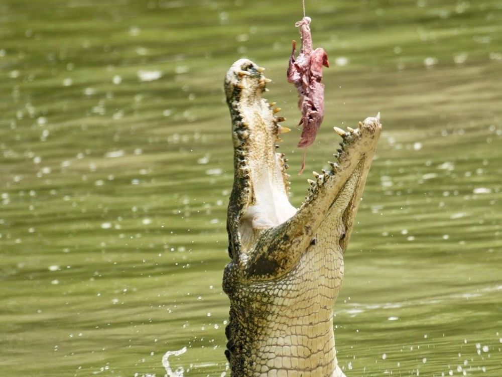 クロコダイル・ファームツアー|マレーシア・クチン|現地ツアー