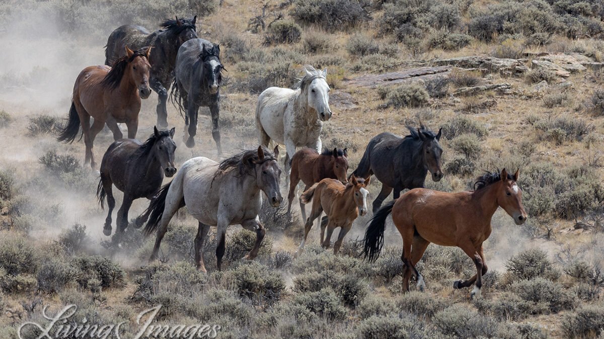 A Win at the 10th Circuit Court of Appeals for Wild Horses and the
