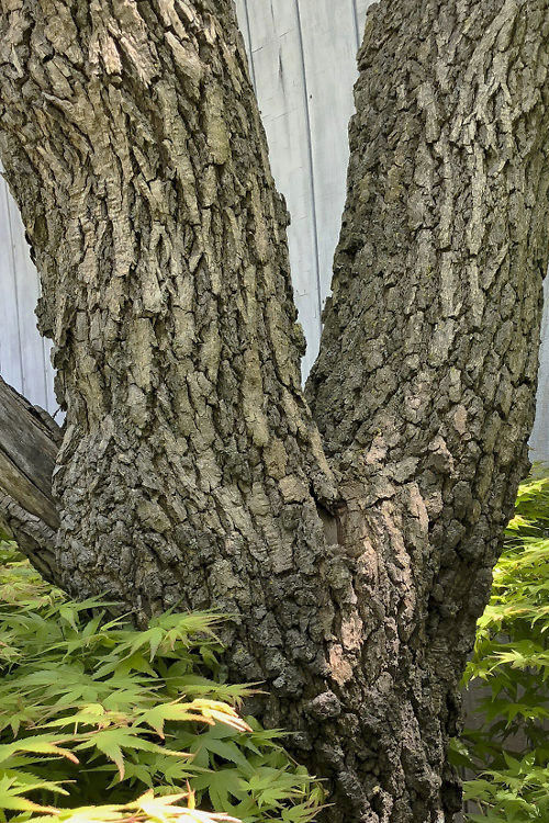 acer-palmatum-arakawa-rough-