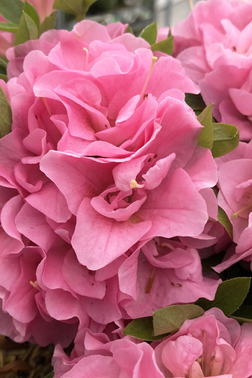 azalea-perfectomundo-double-