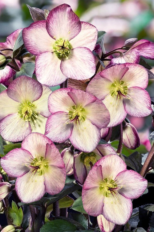 helleborus-ice-and-rose-dark-
