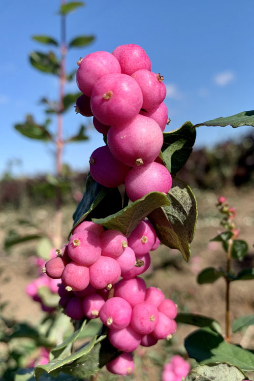 symphoricarpos-doorenbosii-