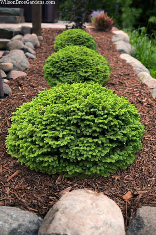 picea-abies-little-gem-dwarf-