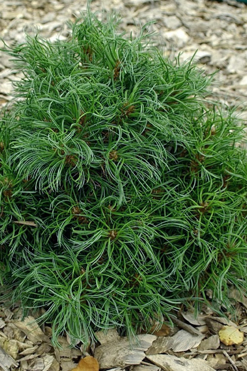 pinus-strobus-green-twist-
