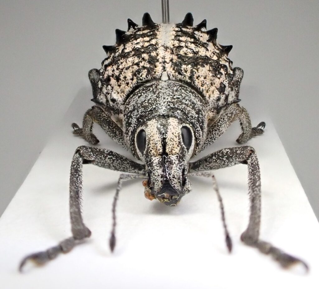 オーストラリアのトゲのあるゾウムシ(Catasarcus sp.) | ヴンダー