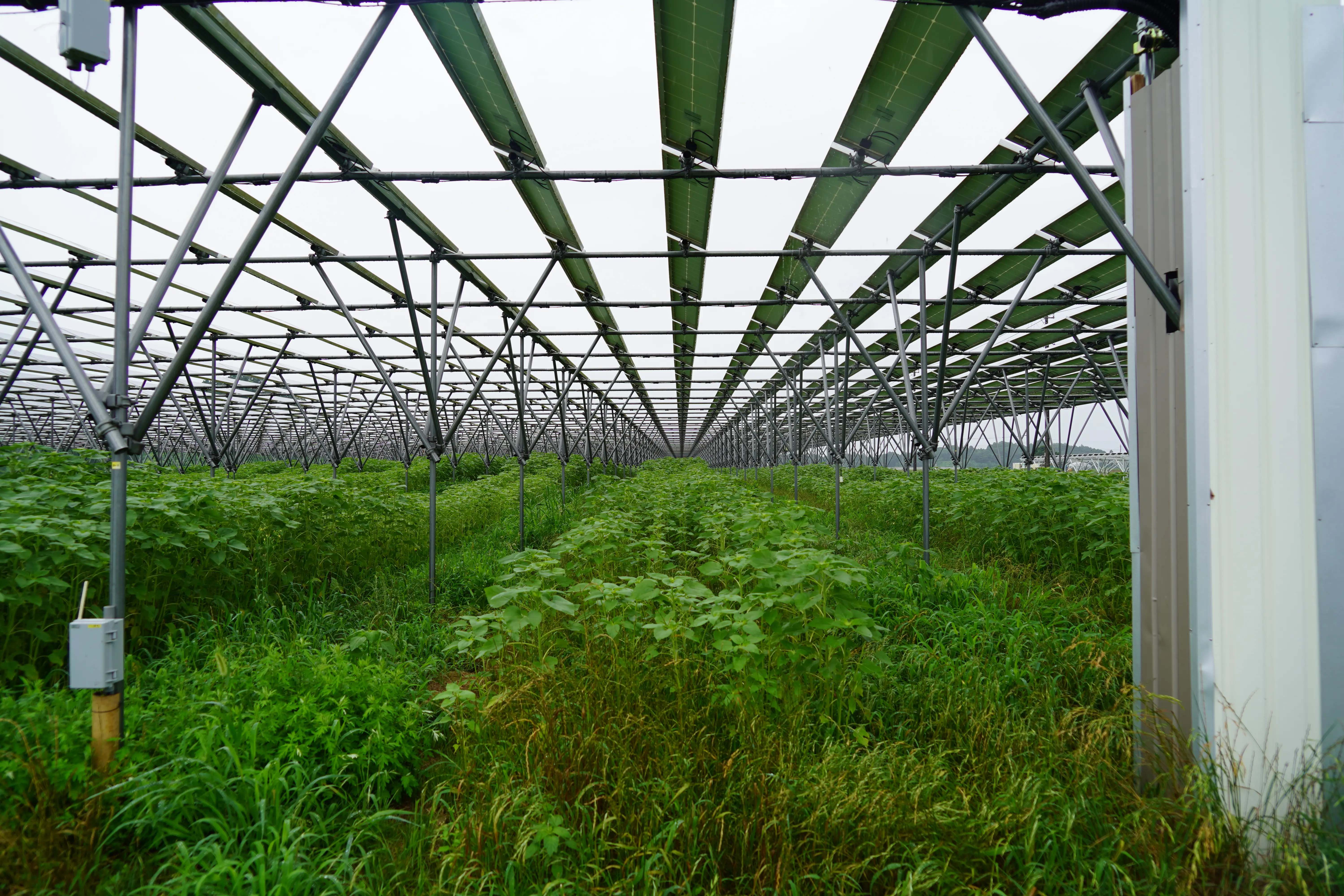 ある夏の雨の日に ソーラーシェアリング ｜WWFジャパン