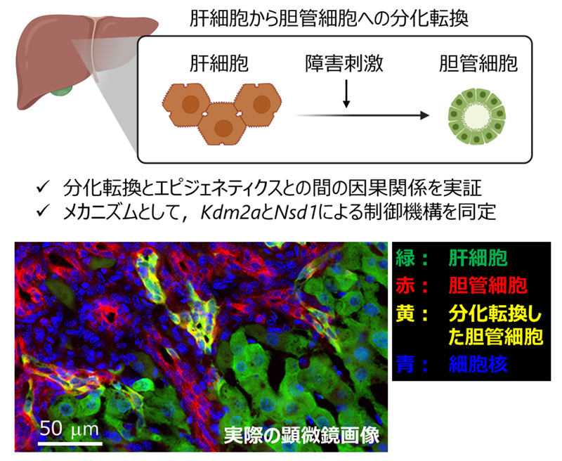 肝細胞が別の細胞に変わる仕組みの一端を明らかに！