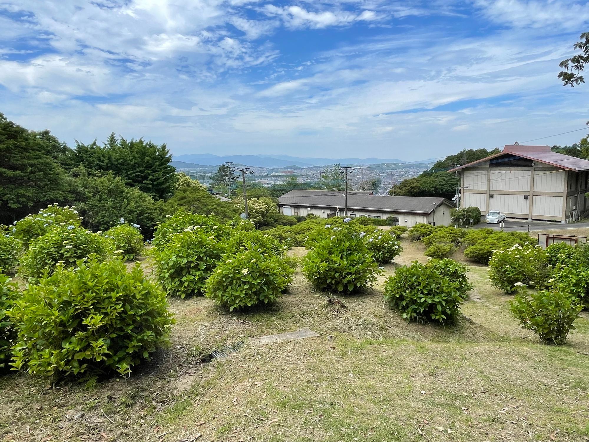 皿山公園 あじさい開花情報／須恵町