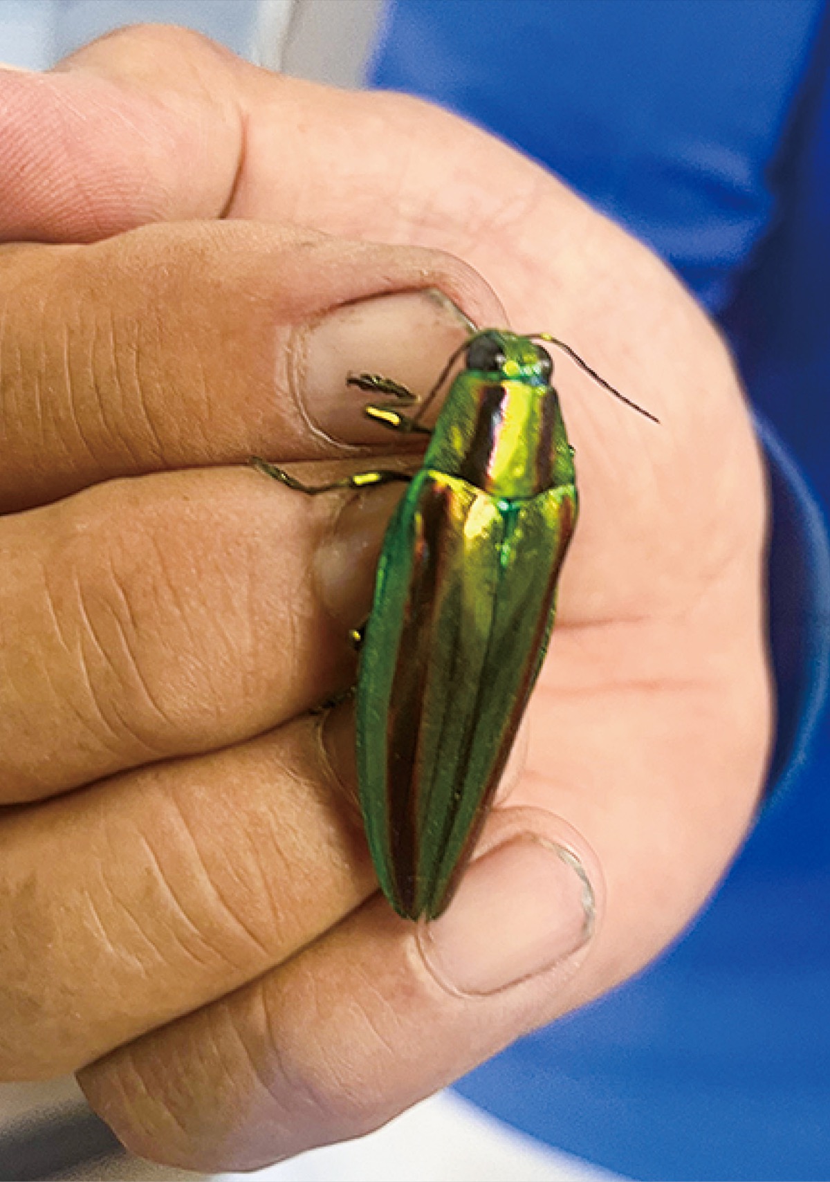 入船公園にヤマトタマムシ 都市部では希少種を発見 | 鶴見区 | タウン